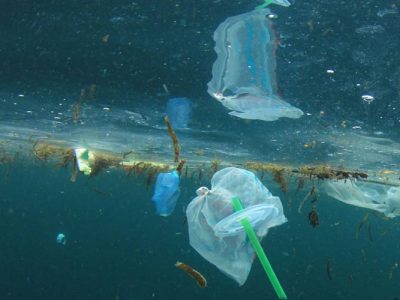 پاکسازی دریاهای جهان با باکتری‌های پلاستیک‌خوار
