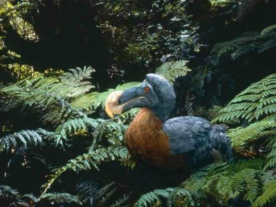 دانشمندان پرنده منقرض‌شده را پس از ۳۶۱ سال به زندگی بازمی‌گردانند