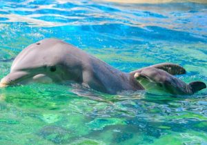 دلفین‌های مادر برای تماس با فرزندانشان با آن‌ها بچگانه حرف می‌زنند