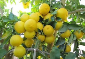 ۱۱ دلیل برای اینکه بدانید باید لیمو را در رژیم غذایی‌تان قرار دهید؟
