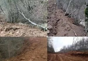 بیانیه سازمان منابع طبیعی درباره خبر قطع ۴ هزار درخت در منطقه الیمالات