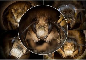 چهره زنبورها مانند انسان‌ها با یکدیگر فرق می‌کند/ عکس