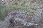 مشاهده یک قلاده توله پلنگ در دماوند/ عکس