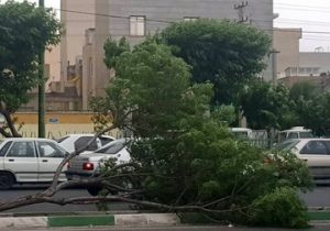 خسارت تندباد ۸۰ کیلومتری به خودروها و فضای سبز در این شهر/عکس