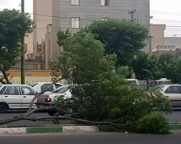 خسارت تندباد ۸۰ کیلومتری به خودروها و فضای سبز در این شهر/عکس