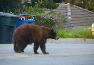 ### The Disappearance of the Bear in Pardisan Park: Search Operation Underway  

A bear has reportedly gone missing in Pardisan Park, prompting authorities to launch a search operation. The incident has raised concerns among park visitors and wildlife officials, who are working to locate the animal safely.  

Details about how the bear disappeared remain unclear, but experts are monitoring the area while urging the public to remain cautious. Further updates will be provided as the search progresses.