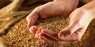 گندمکاران حتما بخوانند/ واریزی جدید در راه است