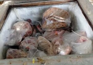 کشف لاشه گراز و الاغ وحشی در منزل مسکونی