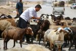 قیمت جدید دام‌زنده ۱۲ مردادماه ۱۴۰۴ اعلام شد/ گوسفند و گوساله گران شد + جدول