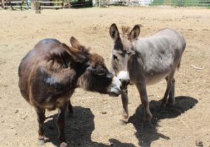 کشتن سالانه شش میلیون الاغ در آفریقا برای ساخت اکسیر جوانی در چین