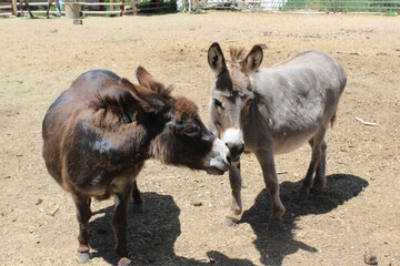 کشتن سالانه شش میلیون الاغ در آفریقا برای ساخت اکسیر جوانی در چین