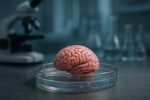 مغز مینیاتوری انسان در آزمایشگاه؛ آیا هوشیاری از شیشه بیرون می‌آید؟