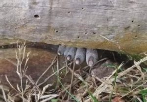 انگشتان مرده از تنه درخت بیرون زدهاند! / وحشت در دل جنگل