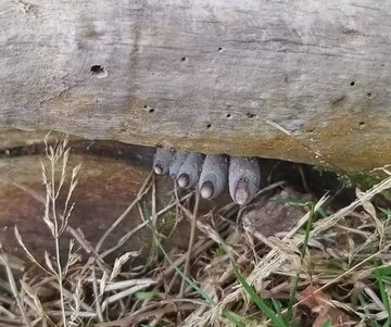 انگشتان مرده از تنه درخت بیرون زدهاند! / وحشت در دل جنگل