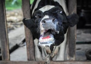 شیوع جدی تب‌برفکی در برخی دامداری‌ها/ زنگ خطر کمبود لبنیات و گوشت به صدا در آمد؟