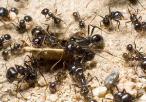 در ازای هر انسان چند مورچه روی زمین زندگی میکند؟ / همهجا هستند جز این چند نقطه!