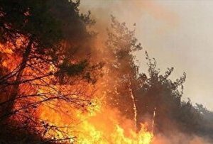 آتش دوباره به جان جنگل‌های کارمزد سوادکوه افتاد