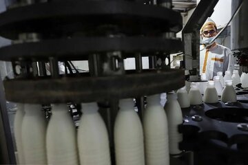 خبر مهم وزیر کشاورزی برای کالابرگ بگیران؛ افزایش قیمت لبنیات اصلاح می شود؟