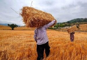 گندمکاران حتما بخوانند/ تصمیم مهم دولت درباره قیمت و خرید تضمینی گندم در سال آینده