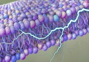 کشف یک منبع پنهان انرژی در بدن انسان