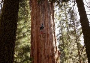 غول‌پیکرترین موجود زنده که پس ۲ هزار سال هنوز نفس می‌کشد