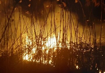 دستگیری عامل آتشسوزی در تالاب انزلی دستگیری عامل آتشسوزی در تالاب انزلی