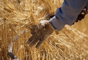 گندمکاران حتما بخوانند/ خبر فوری وزیر جهادکشاورزی درباره پرداخت مطالبات گندمکاران